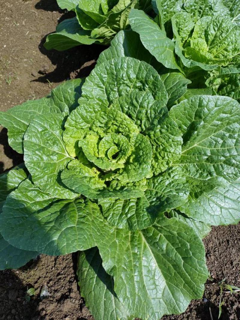 湖北恩施利川黄心白菜预约