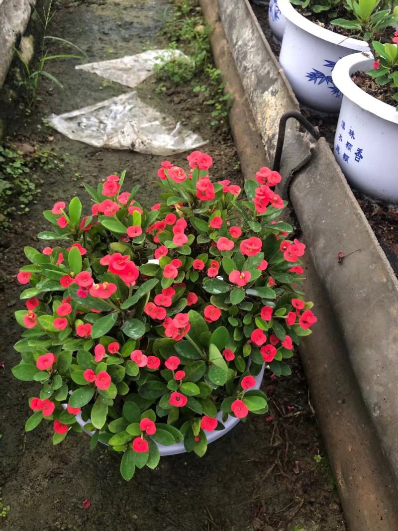 虎刺梅，铁海棠，一件也是批发价，红色，黄粉