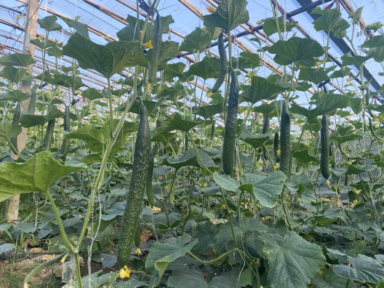 现代化温室中种植的密刺黄瓜植株,藤蔓缠绕支架,果实挂满枝头 密刺黄瓜种植基地