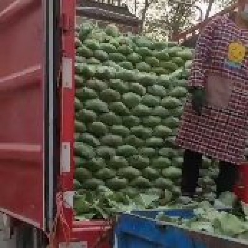 产地直发，精品京丰一号，甘兰，超市，速冻食品厂专用