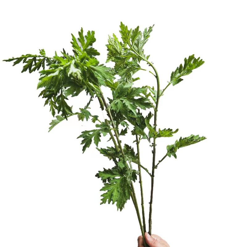 野生艾草