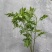 野生艾草
