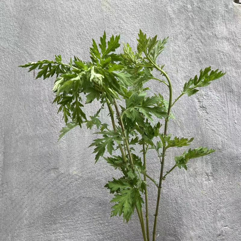 野生艾草