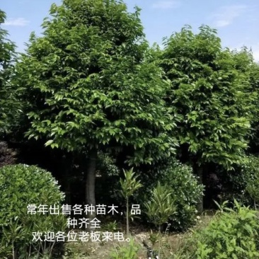 12公分天竺桂*热卖
