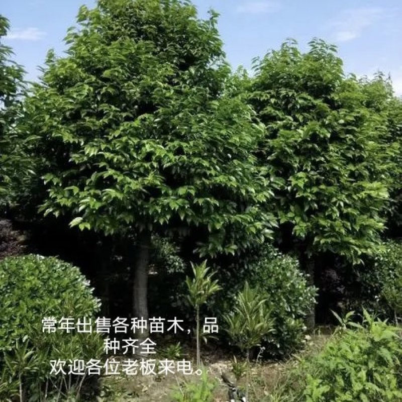 12公分天竺桂*热卖