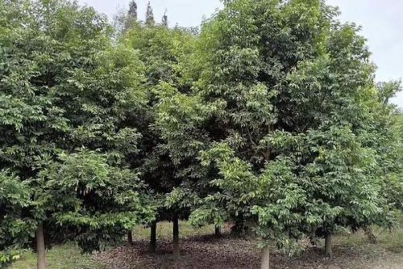 12公分天竺桂*热卖