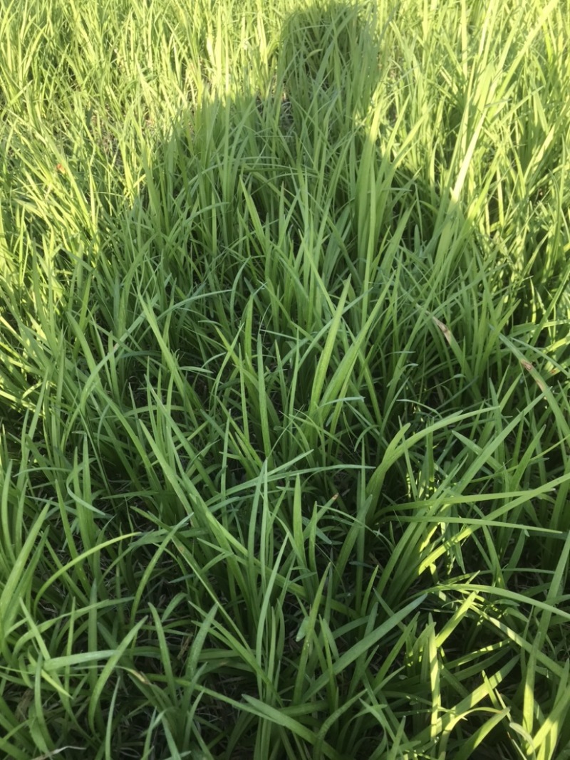 麦冬草，营养杯麦冬，多芽麦冬基地，货源充足，全国发货