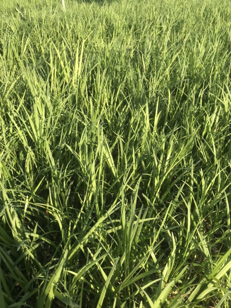 麦冬草，营养杯麦冬，多芽麦冬基地，货源充足，全国发货
