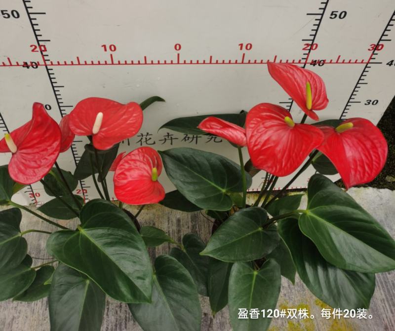 盈香120双株苗一箱20装10.5元一盆基地直发花红叶绿