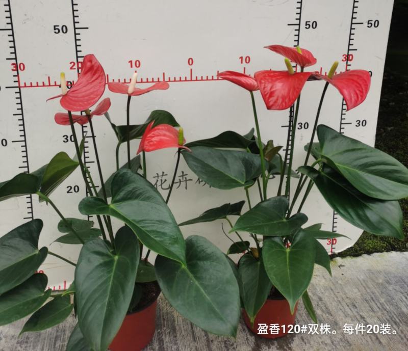 盈香120双株苗一箱20装10.5元一盆基地直发花红叶绿