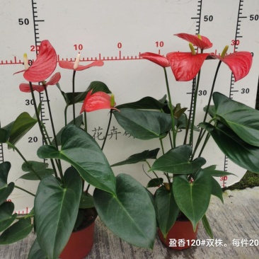盈香120双株苗一箱20装10.5元一盆基地直发花红叶绿