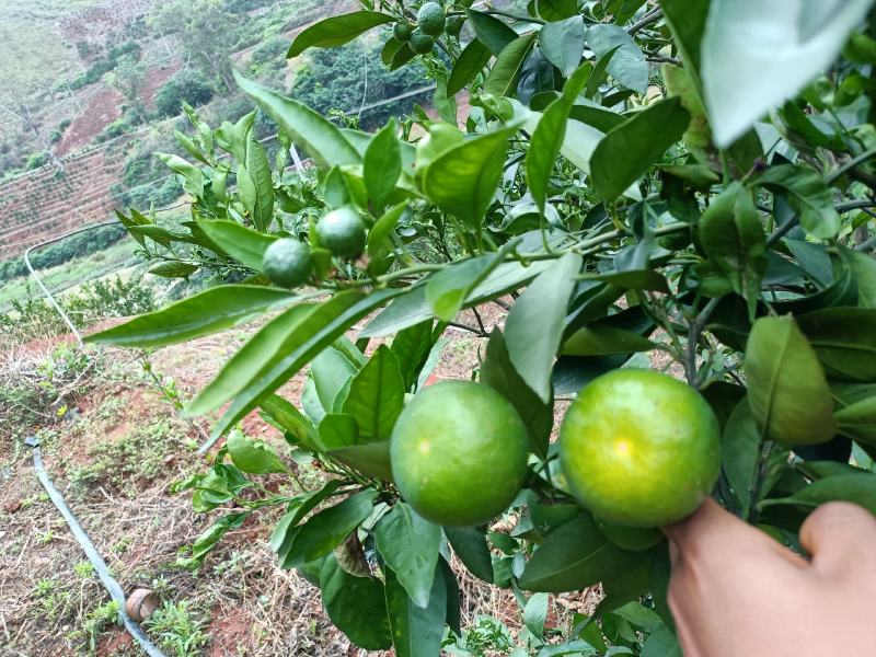 云南特早蜜橘上市