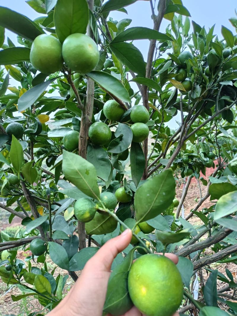 云南特早蜜橘上市
