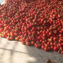 石头番茄圆润大小均匀无异型果新货上市大量有货