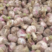 精品开封干大蒜基地直供优质大蒜，商超品质。