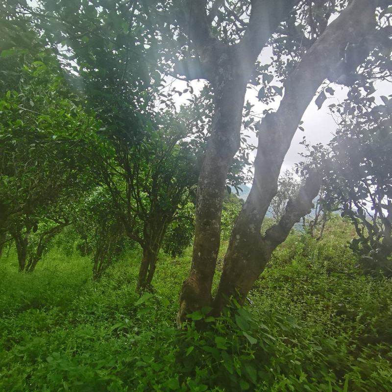 山清水秀凤凰山，凤凰山中凤凰树，孕育出具有独特性的凤凰茶