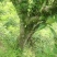 山清水秀凤凰山，凤凰山中凤凰树，孕育出具有独特性的凤凰茶