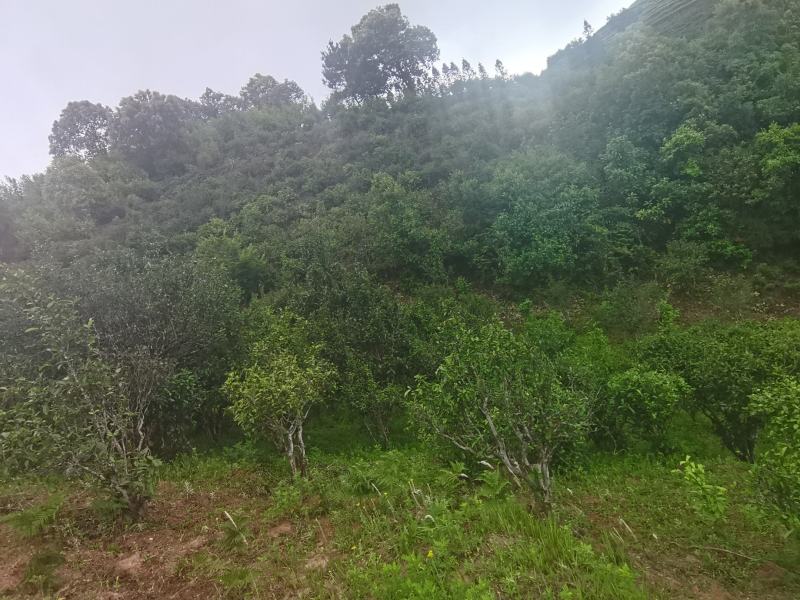 山清水秀凤凰山，凤凰山中凤凰树，孕育出具有独特性的凤凰茶
