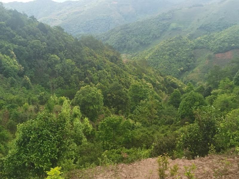 山清水秀凤凰山，凤凰山中凤凰树，孕育出具有独特性的凤凰茶