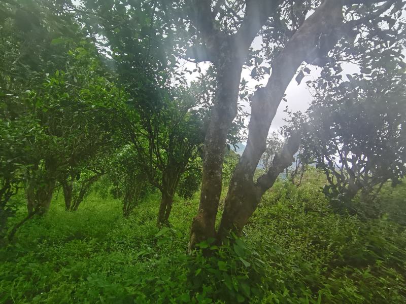 山清水秀凤凰山，凤凰山中凤凰树，孕育出具有独特性的凤凰茶