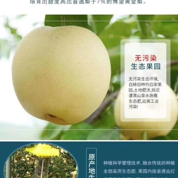 河南许昌黄金梨，爽脆无渣，自然成熟，