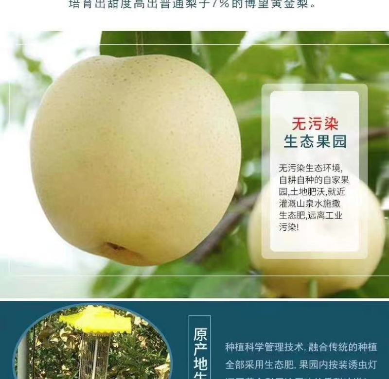 河南许昌黄金梨，爽脆无渣，自然成熟，