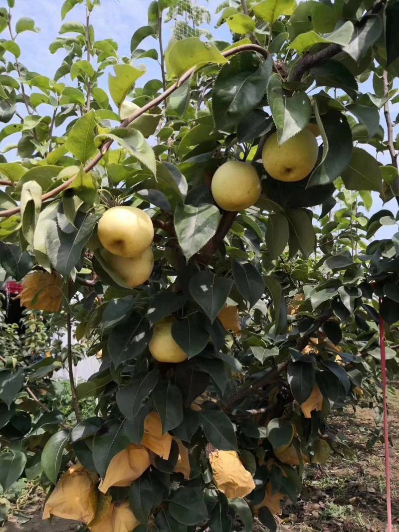 河南许昌黄金梨，爽脆无渣，自然成熟，