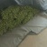 精品长豆角
