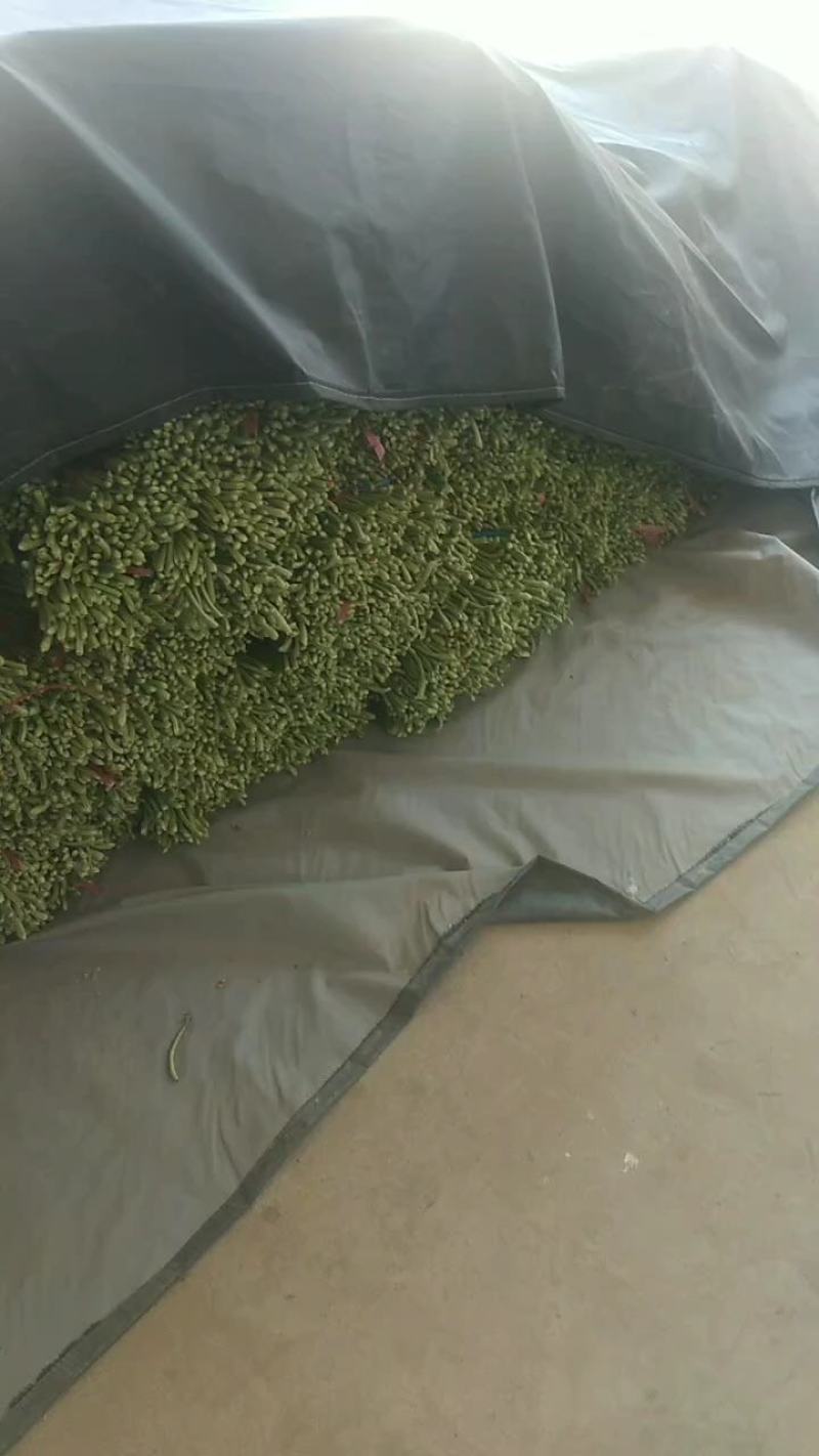 精品长豆角