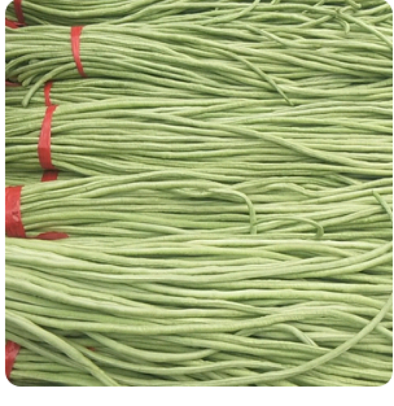 精品长豆角