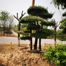 对节白蜡大量上市质量量大从优基地直发欢迎