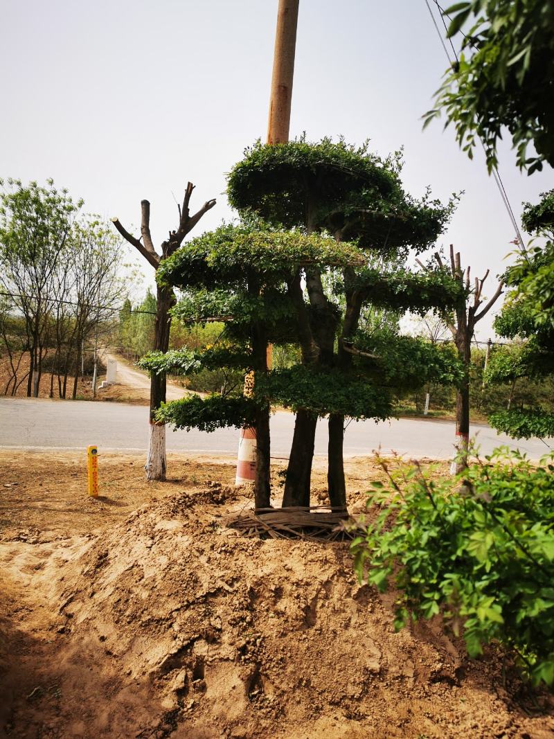 对节白蜡大量上市质量保障量大从优基地直发欢迎电话联系