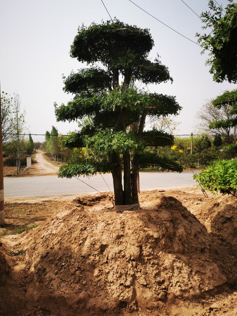 对节白蜡大量上市质量保障量大从优基地直发欢迎电话联系