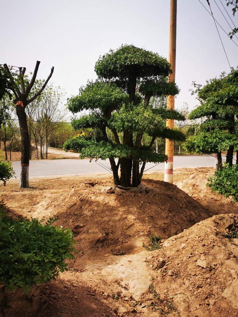 对节白蜡大量上市质量保障量大从优基地直发欢迎电话联系