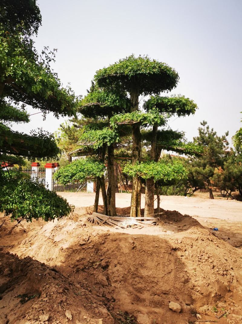 对节白蜡大量上市质量保障量大从优基地直发欢迎电话联系