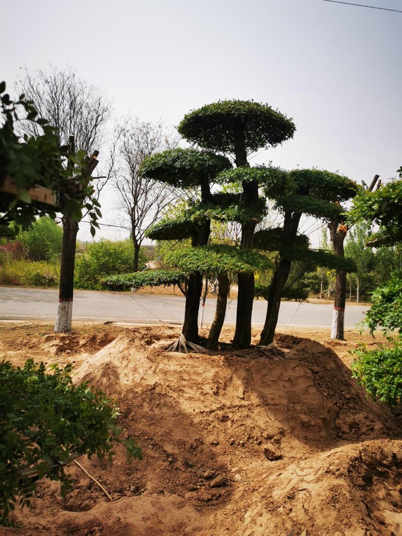 对节白蜡大量上市质量保障量大从优基地直发欢迎电话联系