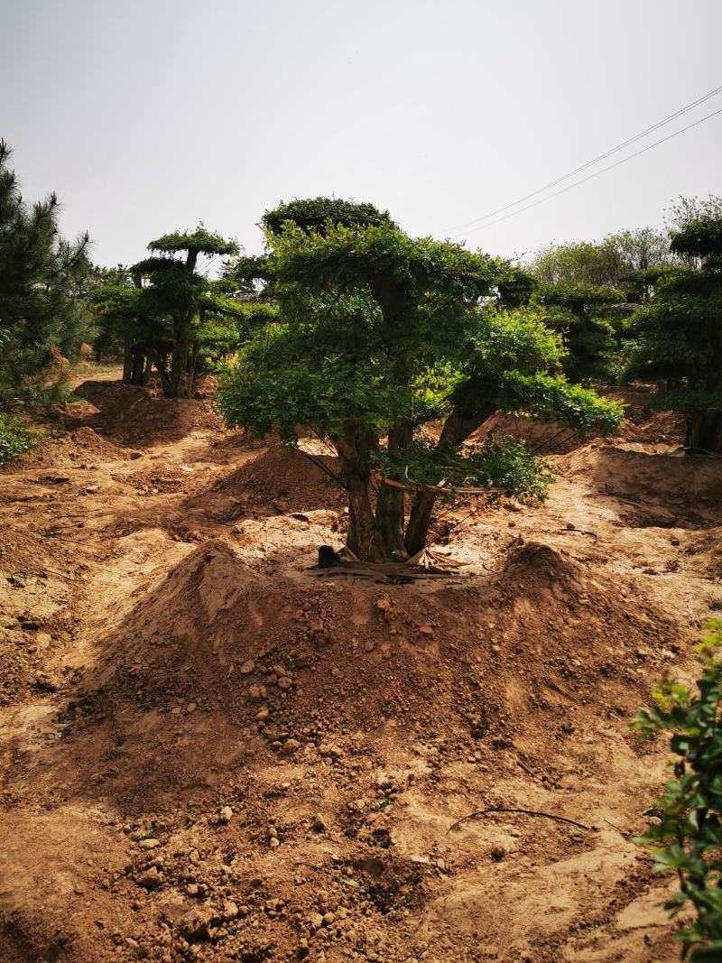 对节白蜡大量上市质量保障量大从优基地直发欢迎电话联系