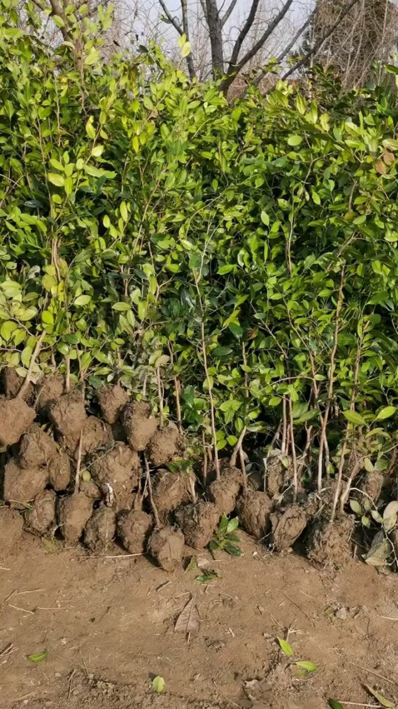 蚊母树苗，中华蚊母树，纹母绿篱，文母树苗
