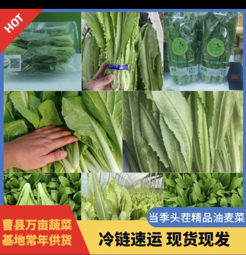 山东精品油麦菜大量上市，货源充足，常年不断货，