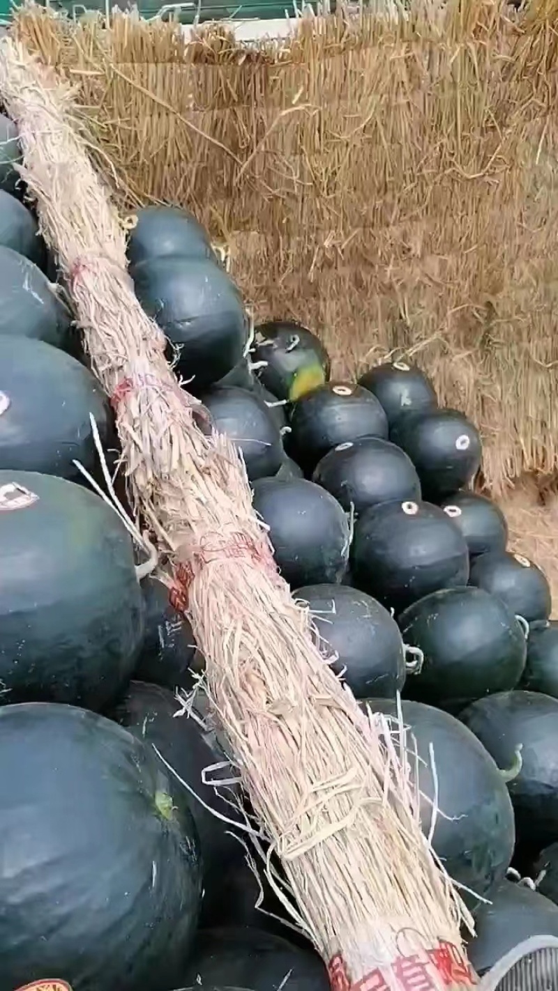 陕西黑无籽西瓜大量上市，产地直发一手货源，量大价优，视频看货