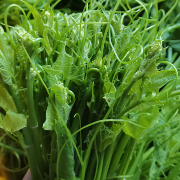 龙须菜夜兰花富贵菜桑叶菜速冻食品货源充足