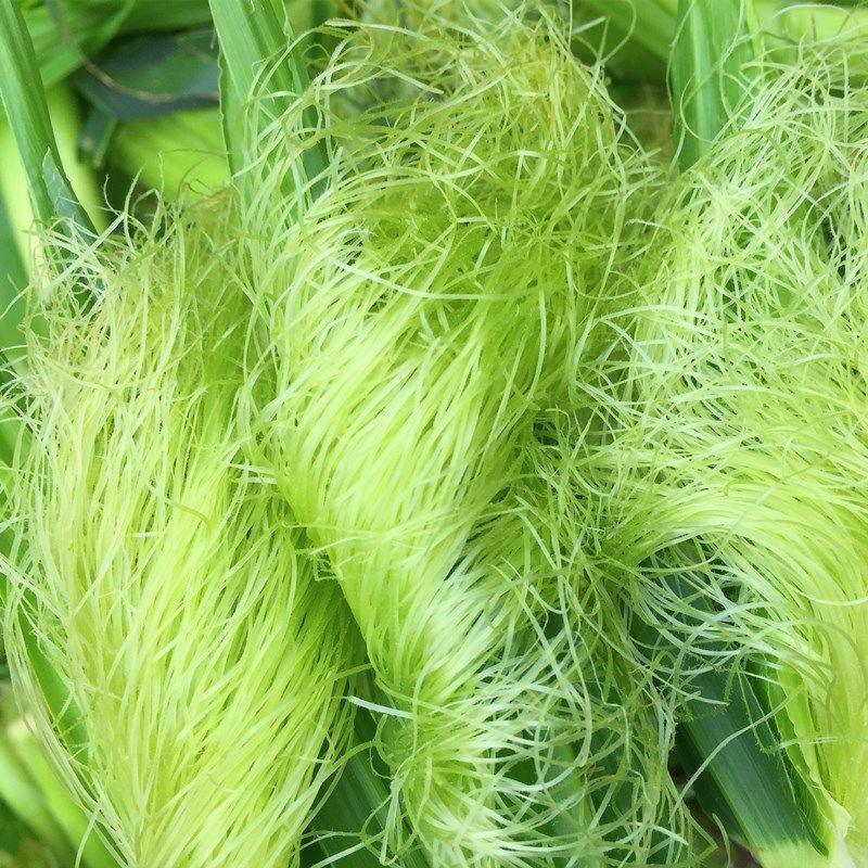 玉米须茶自然晾晒新鲜玉米须泡水农家苞米天然中药材