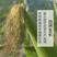 玉米须茶自然晾晒新鲜玉米须泡水农家苞米天然中药材
