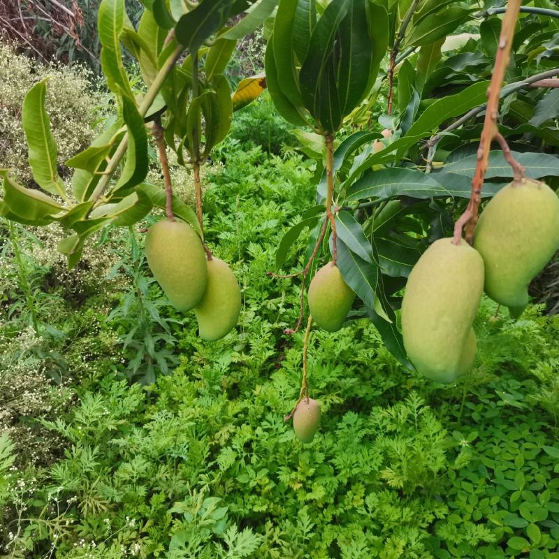 自家种植台农芒果云南元谋果