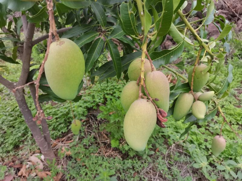 自家种植台农芒果云南元谋果