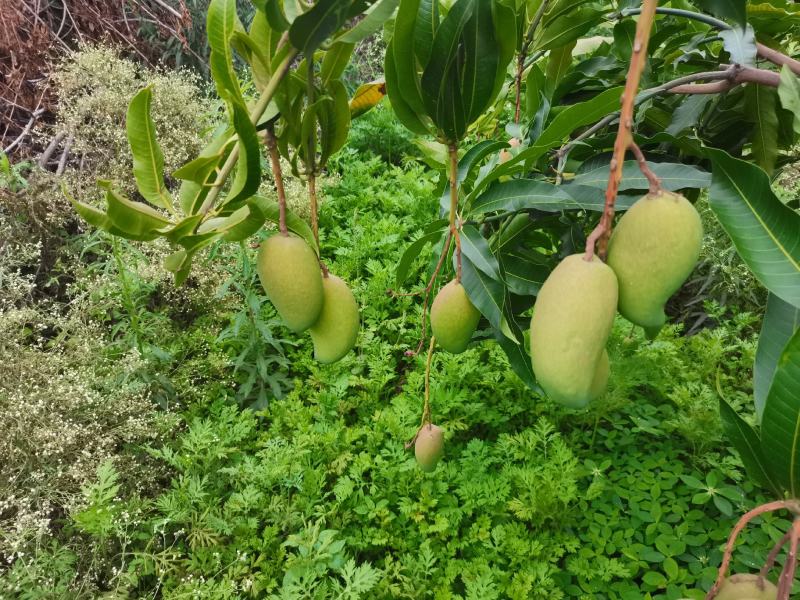 自家种植台农芒果云南元谋果