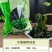 裙带菜整颗裙带菜藻之恋干燥裙带菜厂价直销
