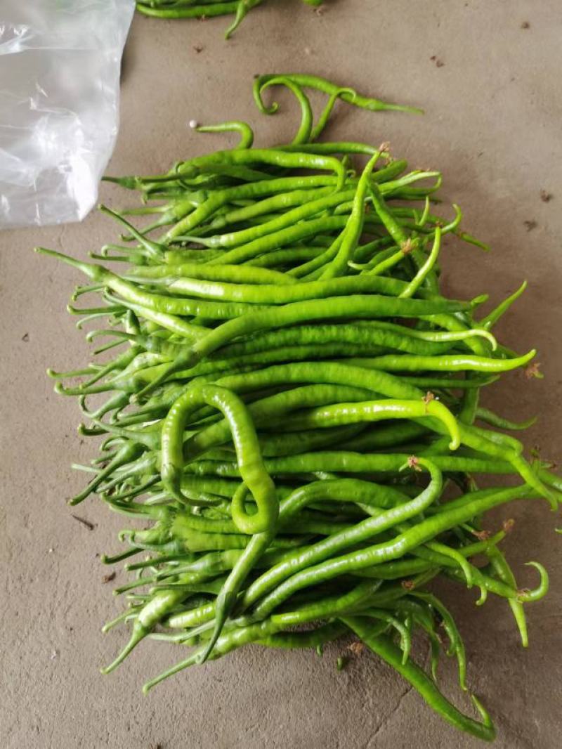 精品青线椒(中辣)开始上市，产地直供，全国代发，诚信经营