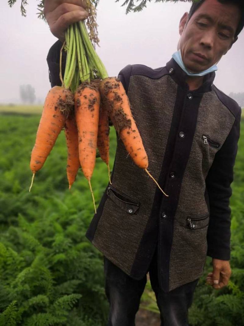 胡萝卜