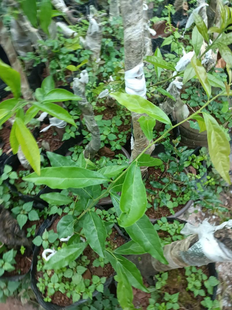 灌木金弹子老桩，熟桩盆景，带土发货，不带果